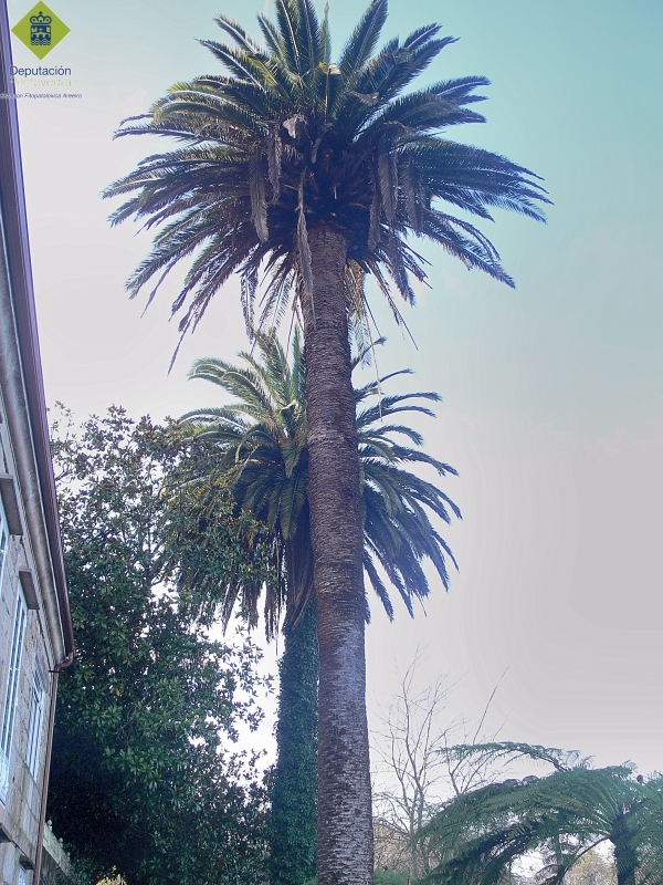 Rhynchophorus ferrugineus >> La altura de las palmeras dificulta la observacion de los.jpg